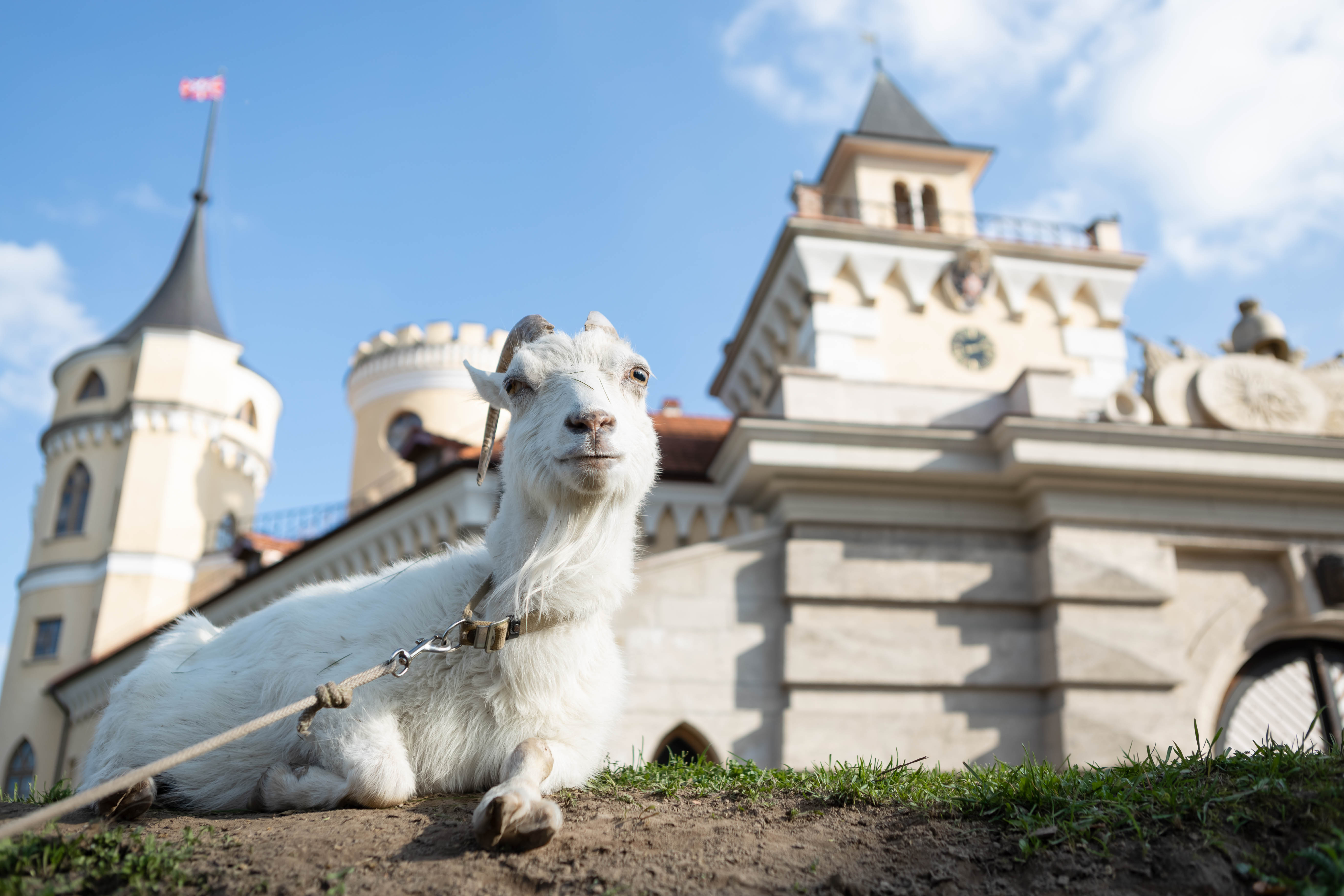 Симпатичный козлик отдыхает у замка БИП